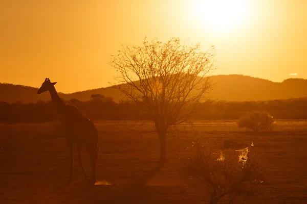 Giraffa - Etosha Safari Park in Namibia — Foto Stock