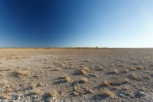 Safari park Etosha v Namibii — Stock fotografie