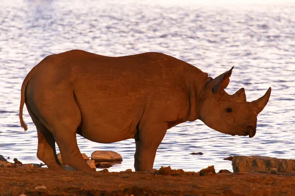 Rinoceronte nero - etosha safari park in namibia — Foto Stock