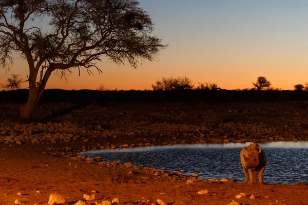 Black Rhino - Etosha Safari Park in Namibia — Stock Photo, Image