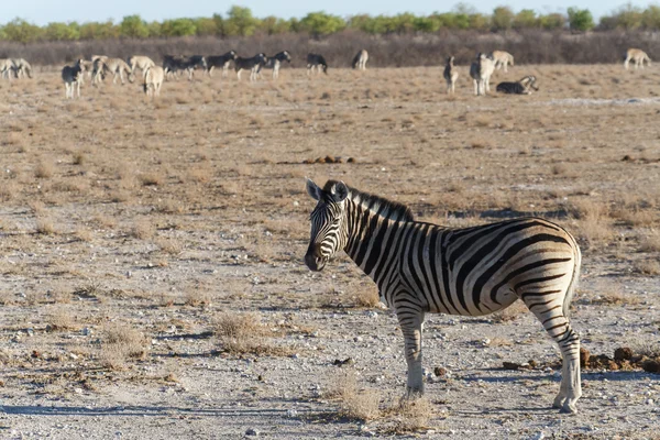 Zebra - Etosha, Namibia — Stock Photo, Image