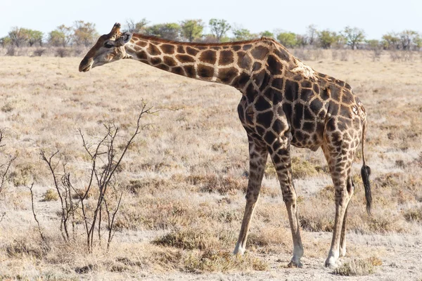Zürafa - etkin safari park Namibya — Stok fotoğraf