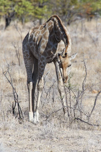 Girafe - Parc Safari Etosha en Namibie — Photo