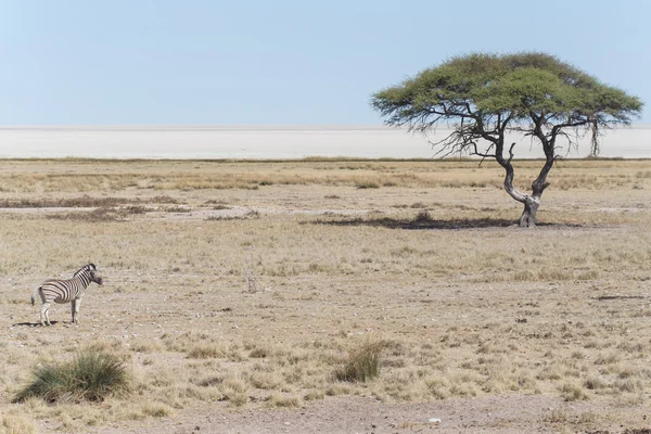 Зебра - Этоша, Намибия — стоковое фото