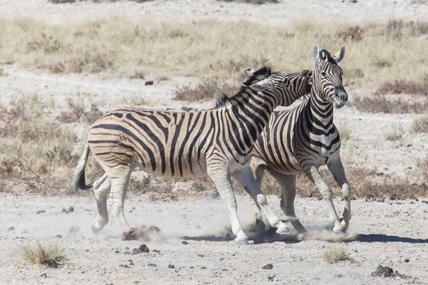 Ζέβρα αγώνα - etosha, Ναμίμπια — Φωτογραφία Αρχείου