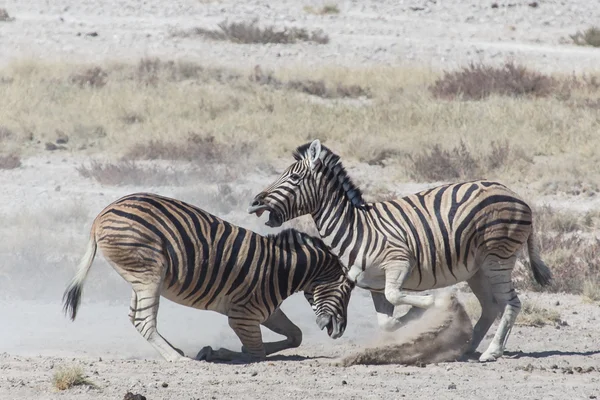 Lucha contra la cebra - Etosha, Namibia — Foto de Stock