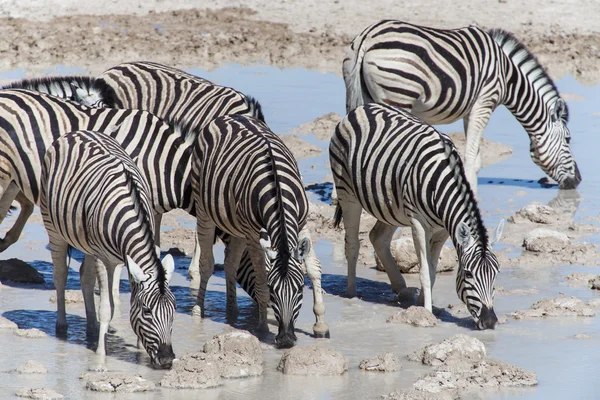 Zebra: például víznyelő - etosha, Namíbia — Stock Fotó