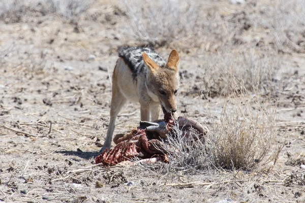 Chacal Comiendo Springbok - Etosha Safari Park en Namibia — Foto de Stock