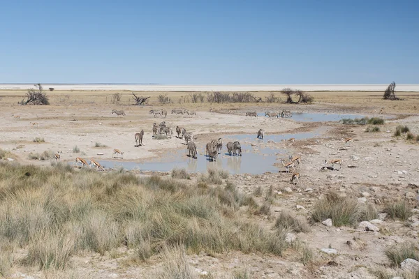 Zebra - etkin, Namibya — Stok fotoğraf