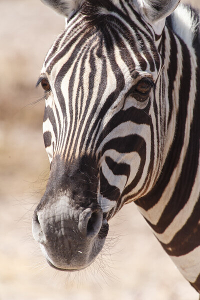 Plains Zebra in Etosha National Park, Namibia, Africa