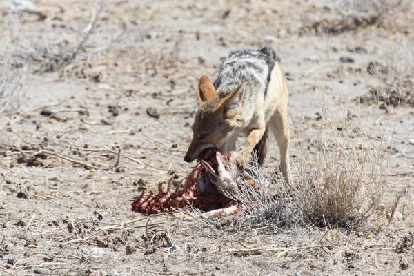 Szakal jedzenie springbok - etosha park safari w Namibii — Zdjęcie stockowe