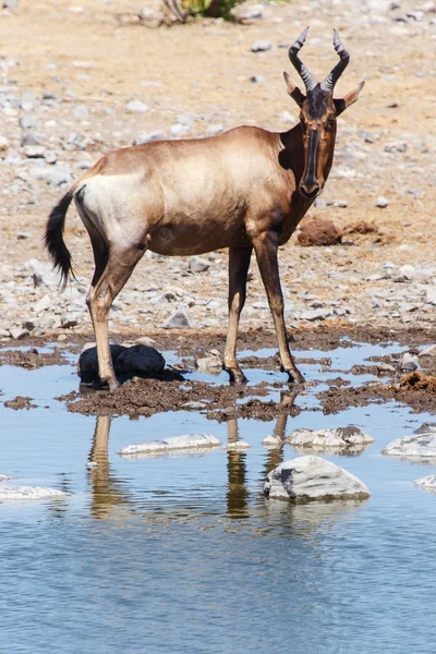 Etosha Safari Park na Namíbia — Fotografia de Stock