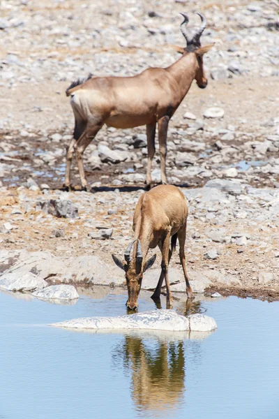 在纳米比亚埃托沙野生动物园 — 图库照片