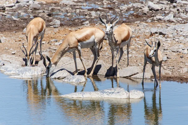 Springbok - etkin safari park Namibya — Stok fotoğraf