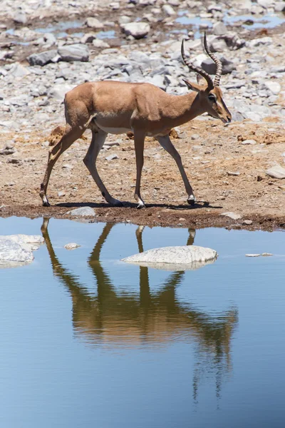 Parco di Etosha Safari in Namibia — Foto Stock