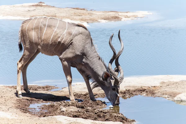 Kudu - etkin safari park Namibya — Stok fotoğraf