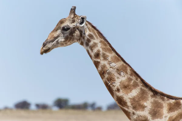 Żyrafa - etosha park safari w Namibii — Zdjęcie stockowe