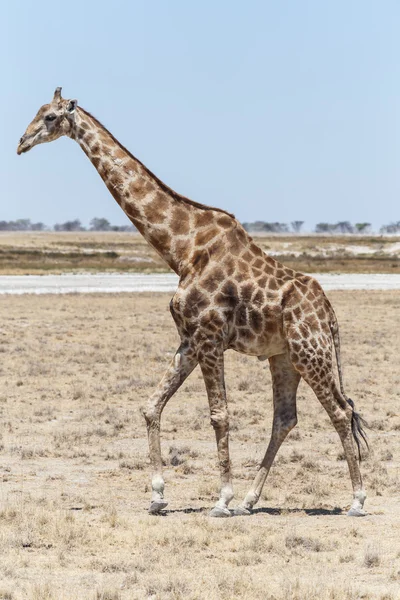 Жираф - Сафари-парк Этоша в Намибии — стоковое фото