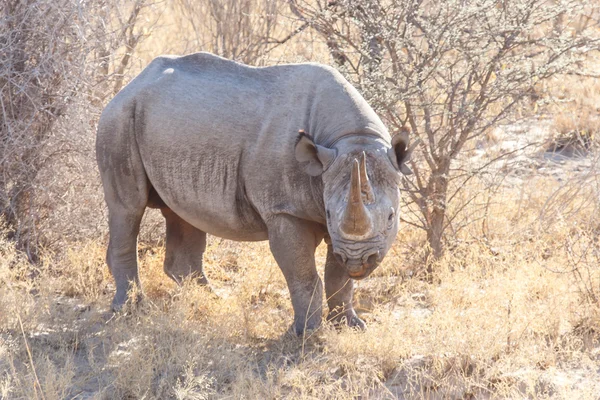 Черный носорог - Сафари-парк Этоши в Нобиа — стоковое фото
