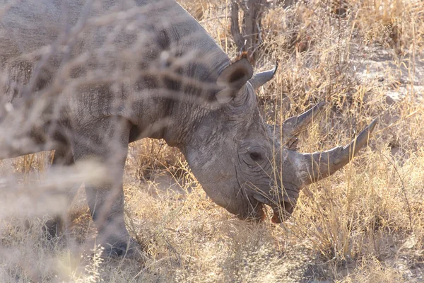 Czarny nosorożec - etosha park safari w Namibii — Zdjęcie stockowe