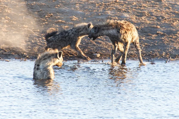 Hyena's op water hole - etosha safari park in Namibië — Stockfoto
