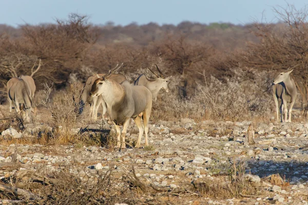 Eland - Etosha Safari Park in Namibia — Stockfoto