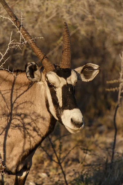 Oryx - etosha park safari w Namibii — Zdjęcie stockowe