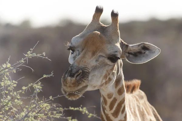 Zürafa - etkin safari park Namibya — Stok fotoğraf