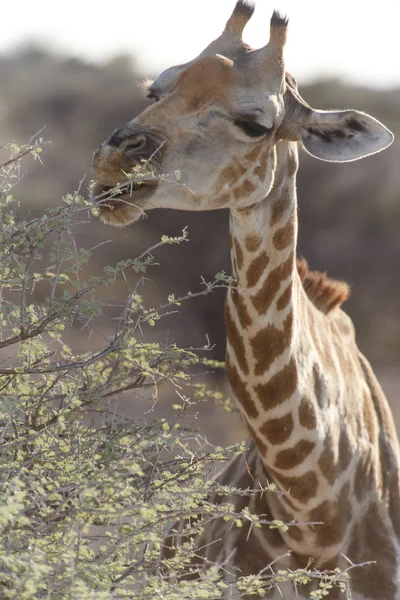 Mládě žirafy - safari parku etosha v Namibii — Stock fotografie