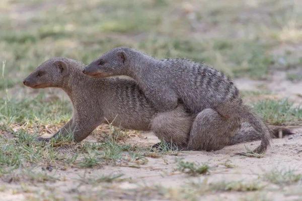 Смуги mongoose - Сафарі-парк Етоша в Намібії — стокове фото