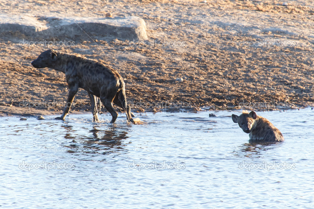 Hyena at Water Hole - Etosha Safari Park in Namibia