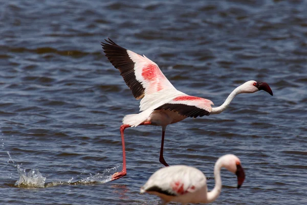 Flamingo uçan - Namibya — Stok fotoğraf