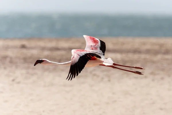 Flamingo latające - namibia — Zdjęcie stockowe