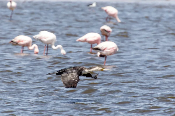 Ängstrollslända flygande - namibia — Stockfoto