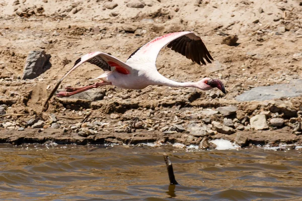 Flamingo uçan - Namibya — Stok fotoğraf