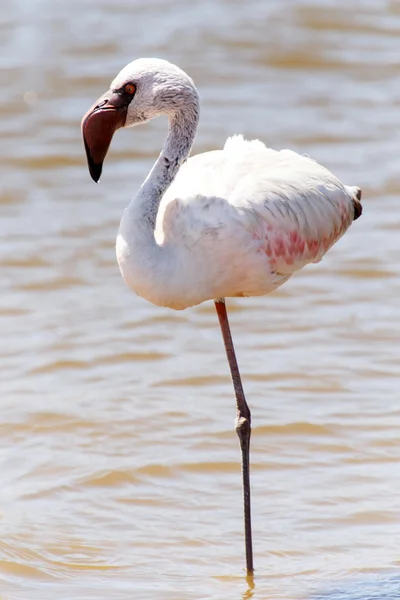 Flamingo - Namibia — Zdjęcie stockowe