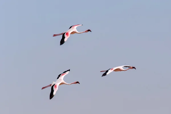 Flamingó repülő - Namíbia — Stock Fotó