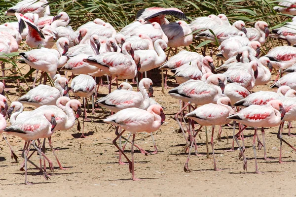 Flamingo - Namibya — Stok fotoğraf