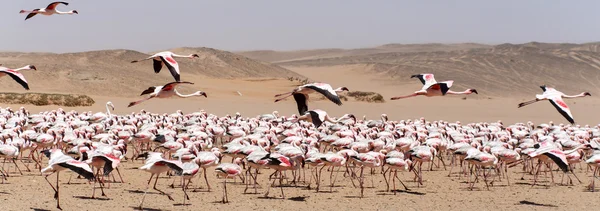 Flamingo latające - namibia — Zdjęcie stockowe