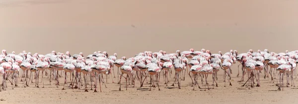 火烈鸟-纳米比亚 — 图库照片