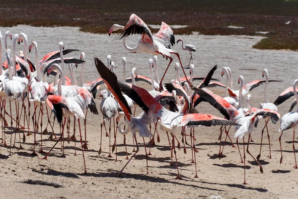 Flamingo latające - namibia — Zdjęcie stockowe