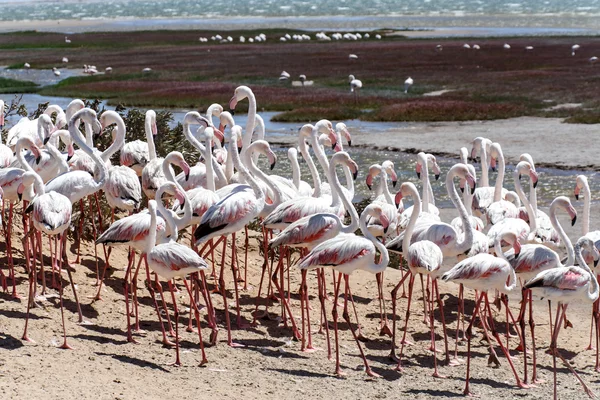 Flamingo - Namíbia — Fotografia de Stock
