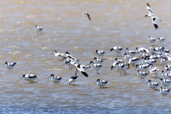 Avocetta pied, namibia — Foto Stock