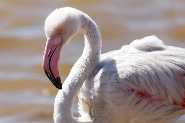 Flamingo - Namibia — Stock Photo, Image