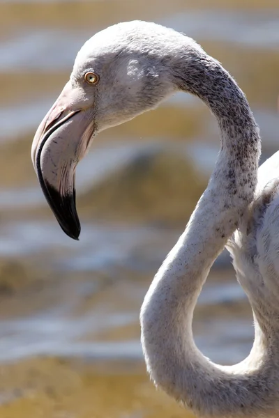 Flamingo - Namibia — Stockfoto