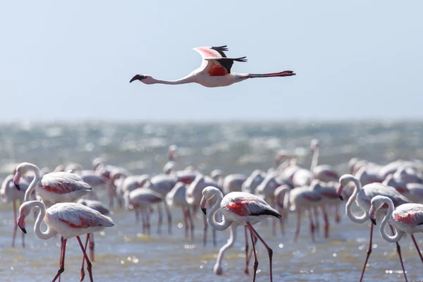 Flamingo latające - namibia — Zdjęcie stockowe