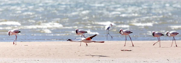 Flamingo Flying - Namibia — Stok Foto