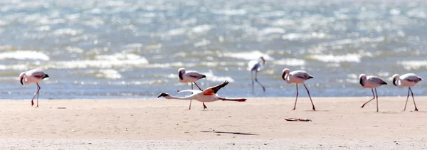 Flamingo vliegen - Namibië — Stockfoto