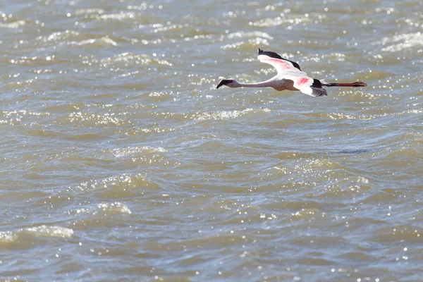 Flamingo vliegen - Namibië — Stockfoto