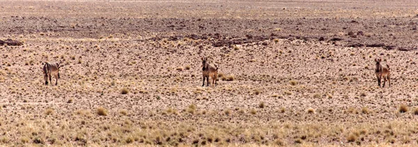 山斑马在 sossusvlei，纳米比亚 — 图库照片